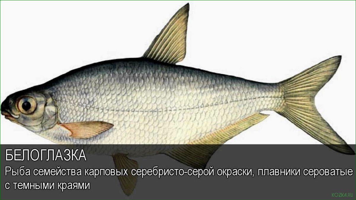 Густера рыба: рецепты приготовления вкусных блюд