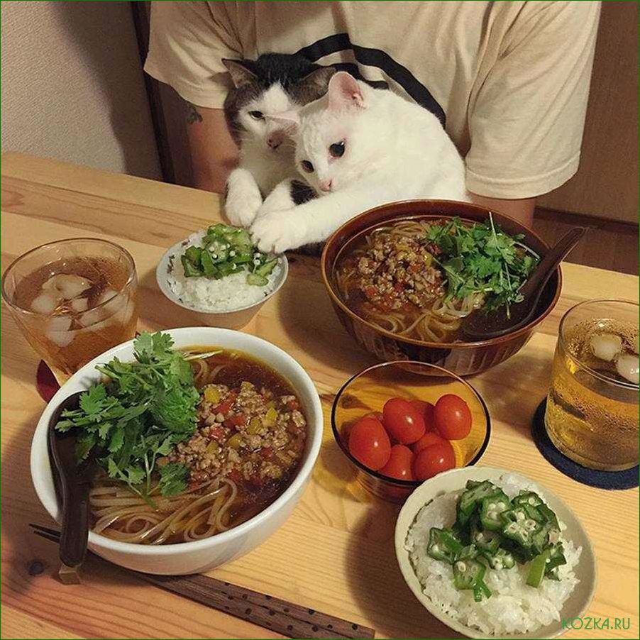 Рыбный суп для котов