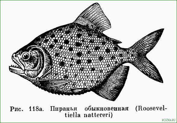 (пиранья, блюда, рыбы) Пиранья: блюда из рыбы