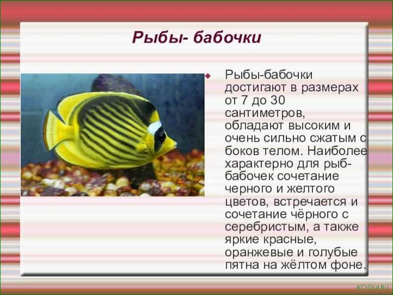 (приготовить, рыбу, бабочку, рецепты, советы) Как приготовить рыбу бабочку: рецепты и советы