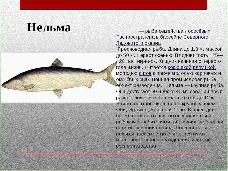 (рыба, белорыбица, блюда, рецепты, советы) Рыба белорыбица: блюда, рецепты, советы