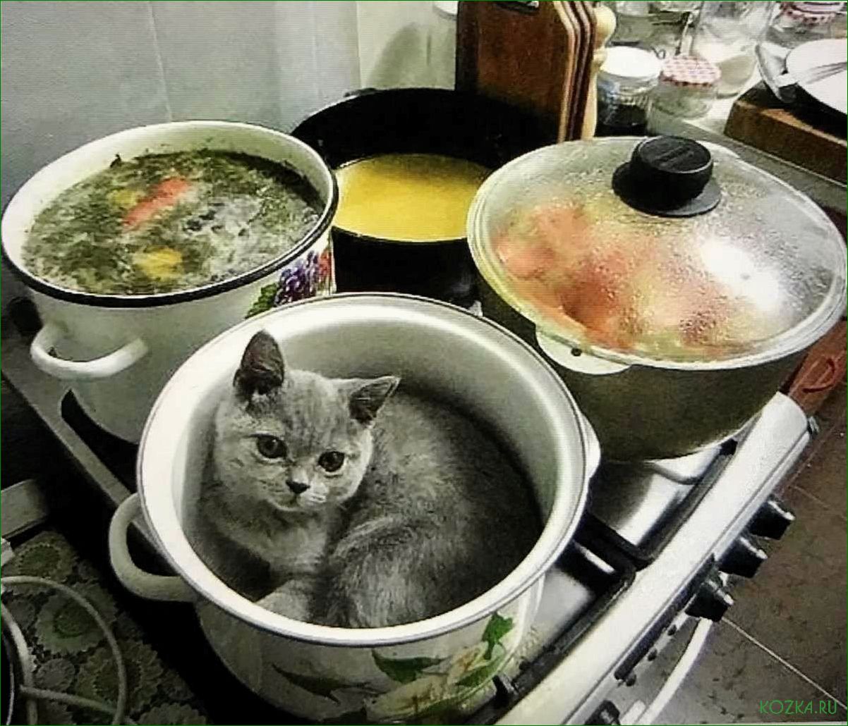 Как приготовить вкусный и полезный рыбный суп для маленьких котят