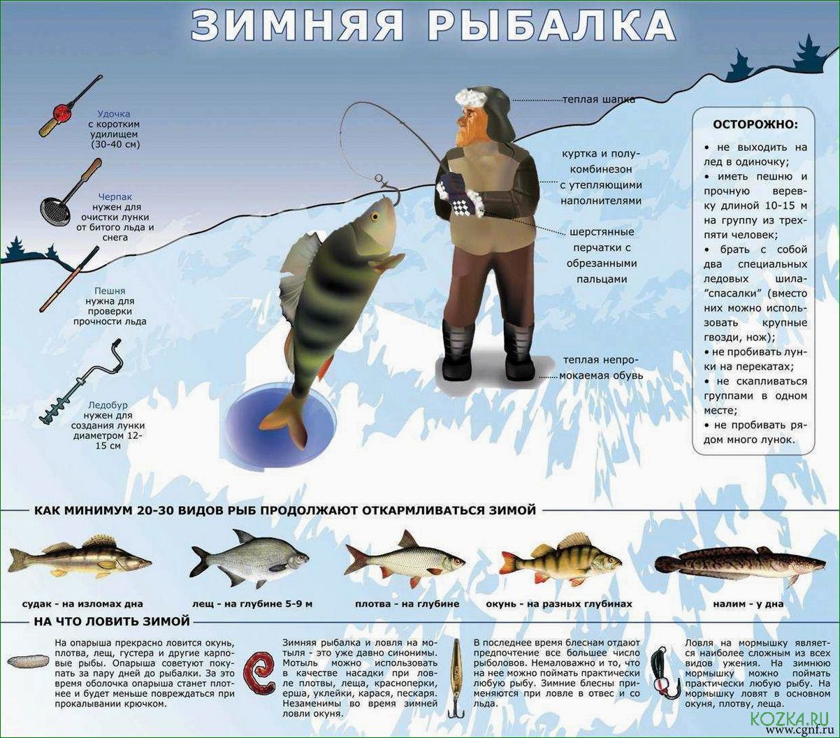 (рыбы, ловятся, зимой, секреты) Какие рыбы ловятся зимой — секреты успешной зимней рыбалки и популярные виды для улова