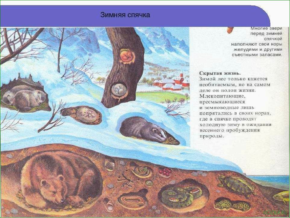 (рыба, зимой, впадает, спячку) Какая рыба зимой впадает в спячку и как это влияет на ее поведение и выживаемость в холодное время года