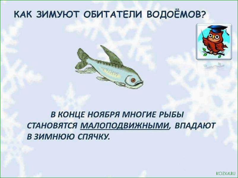 (рыба, зимой, впадает, спячку) Какая рыба зимой впадает в спячку и как это влияет на ее поведение и выживаемость в холодное время года