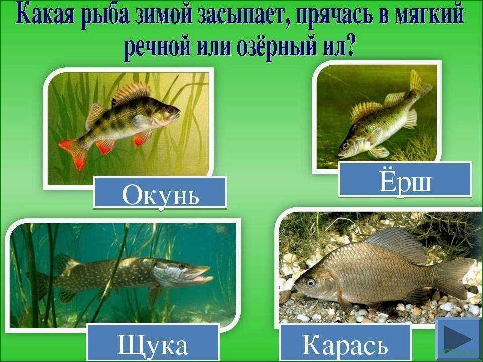 (рыба, зимой, впадает, спячку) Какая рыба зимой впадает в спячку и как это влияет на ее поведение и выживаемость в холодное время года