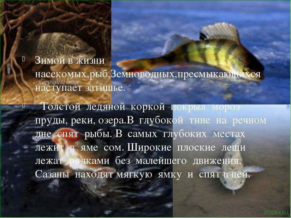 (рыба, зимой, впадает, спячку) Какая рыба зимой впадает в спячку и как это влияет на ее поведение и выживаемость в холодное время года