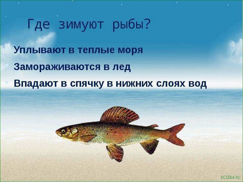 (рыба, зимой, впадает, спячку) Какая рыба зимой впадает в спячку и как это влияет на ее поведение и выживаемость в холодное время года