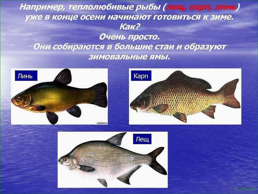 (виды, впадают, спячку, зимнее) Какие виды рыб впадают в спячку в зимнее время и как этот процесс происходит в их организме