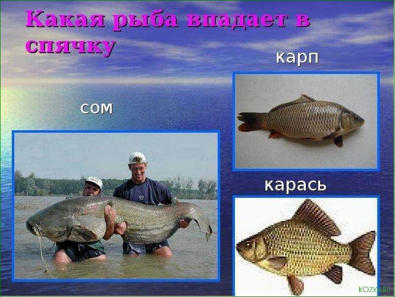 (виды, впадают, спячку, зимнее) Какие виды рыб впадают в спячку в зимнее время и как этот процесс происходит в их организме