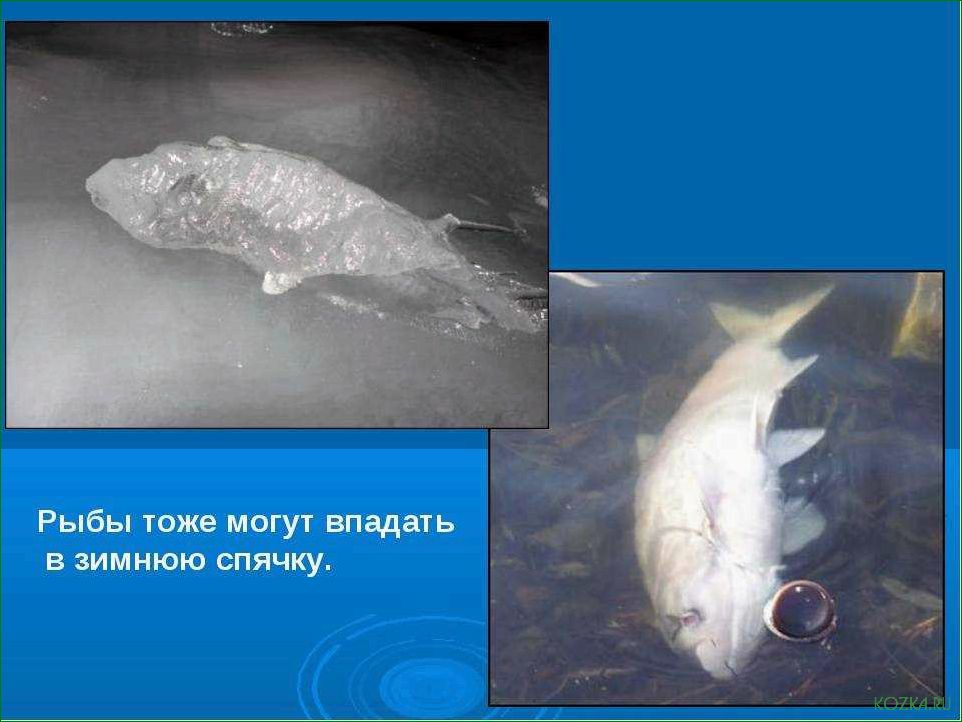 (виды, впадают, спячку, зимнее) Какие виды рыб впадают в спячку в зимнее время и как этот процесс происходит в их организме