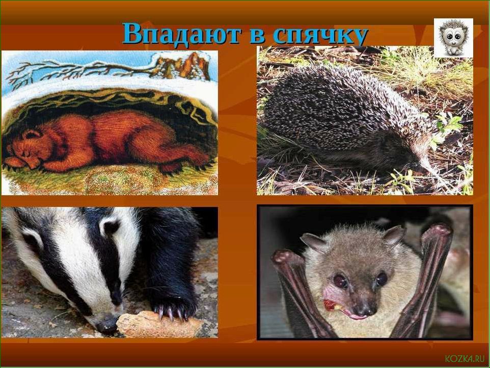 (виды, впадают, спячку, зимнее) Какие виды рыб впадают в спячку в зимнее время и как этот процесс происходит в их организме