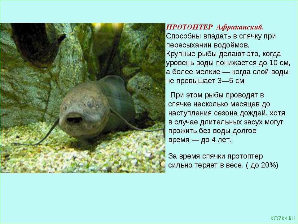 (виды, впадают, спячку, зимнее) Какие виды рыб впадают в спячку в зимнее время и как этот процесс происходит в их организме
