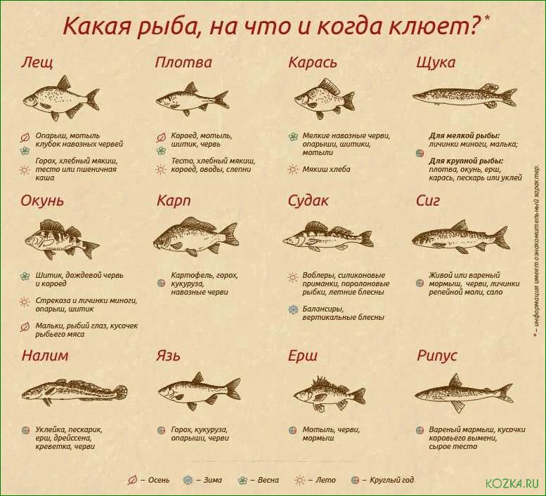 (лучшие, способы, ловли, рыбы, зимой) Лучшие способы ловли рыбы зимой — какую рыбу можно поймать и какие методы использовать